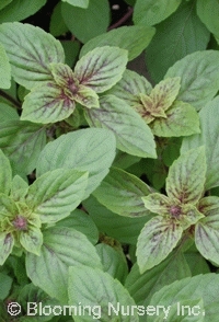 Ocimum 'African Blue'                             